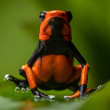 WCS Oophaga lehmanni frog in Colombia