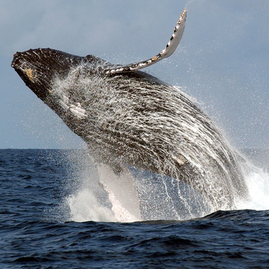 WCS top 2022 photos -- humpback whale