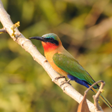 WCS Ruby-throated bee eater in Murchison Falls