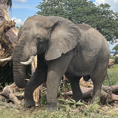 WCS top 2022 photos -- bull elephant