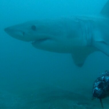 WCS top 2022 photos -- great white shark