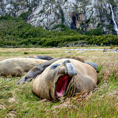 WCS Elephant seal yawn