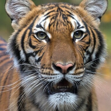 WCS Nadia the Malayan tiger at the Bronx Zoo (sq)