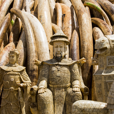 WCS Ivory to be burned in Kenya