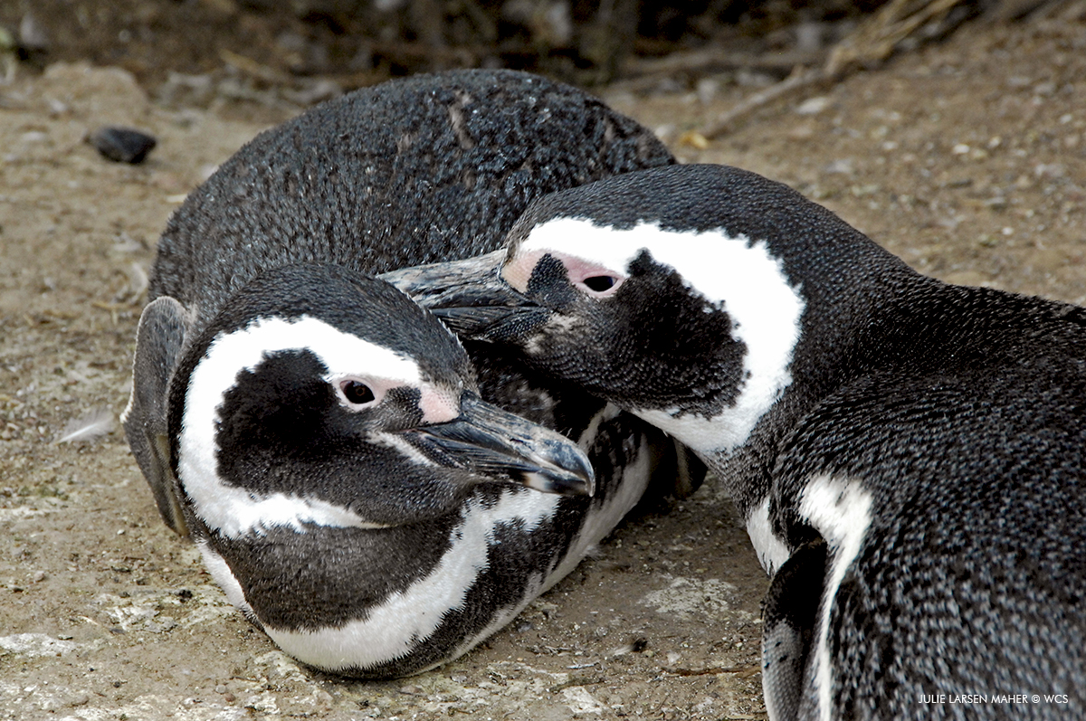Julie%20larsen%20maher 3796 magellanic%20penguins arg 11%2014%2006 hr