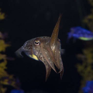 WCS Common cuttlefish at NYA