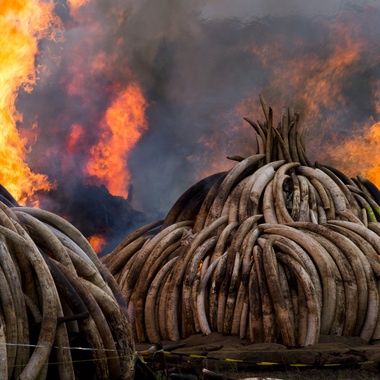 WCS Ivory burning in Kenya