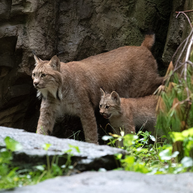 WCS Canada lynx cub and kitten at Queens Zoo