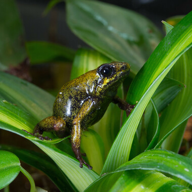 WCS pinchincha poison frog