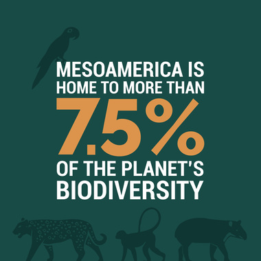 WCS 5 Great Forests graphic 3