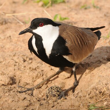 WCS Plover and egg in Murchison Falls