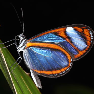 WCS Oleria sp.