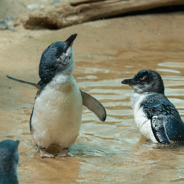 WCS Little penguins