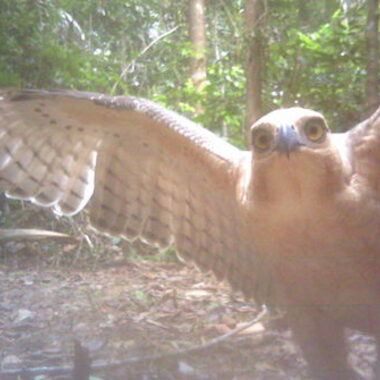 WCS Hawk