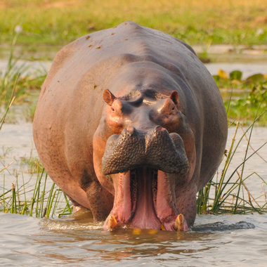 WCS Hippo Yawn in Murchison Falls