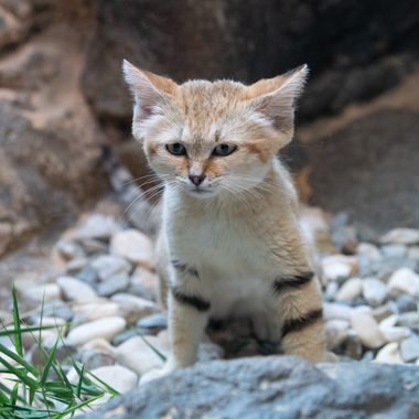 WCS top 2022 photos -- sand cats