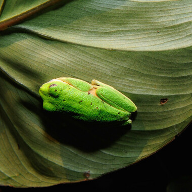 WCS lemur leaf frog