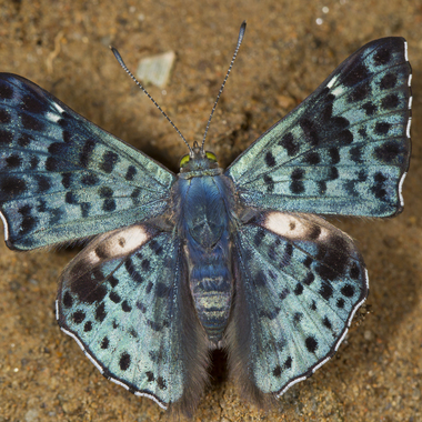 WCS Lasaia agesilas