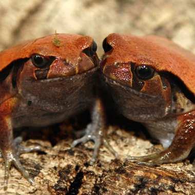 WCS false tomato frogs