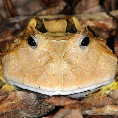 WCS Surinam horned frog