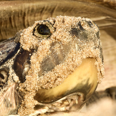 WCS top 10 photos of 2021 Global -- Giant South American river turtle with sand on face