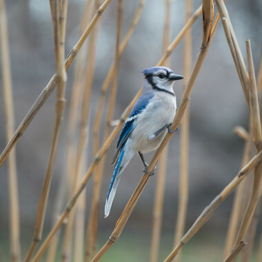 WCS Blue jay