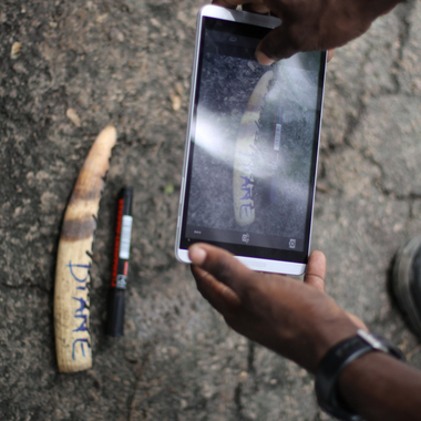 WCS photographing ivory in Congo