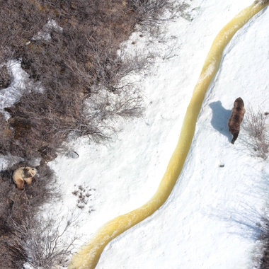 WCS Brown bears from Beringia aerial survey 3