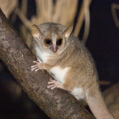 WCS Mouse lemur 4