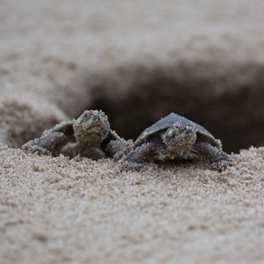 WCS Giant South American river turtles