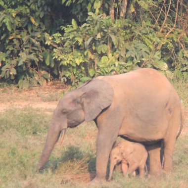WCS Roxanne and baby from Mbeli bai 2