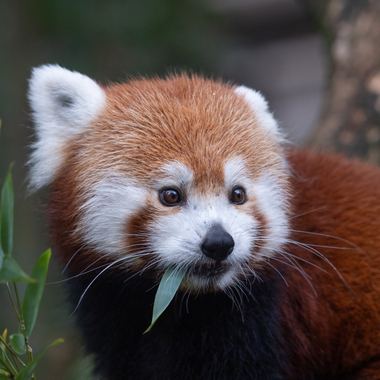 WCS top 2022 photos -- western red panda