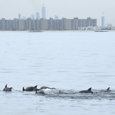 WCS Top photos from 2021 global – bottlenose dolphins in NYC 