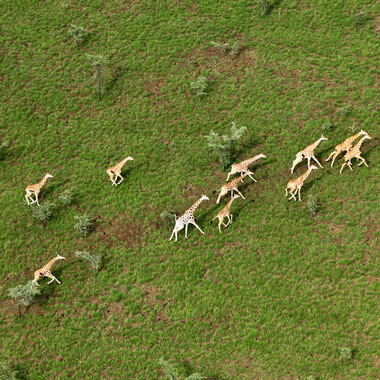 WCS 2019 top photos -- giraffe aerial