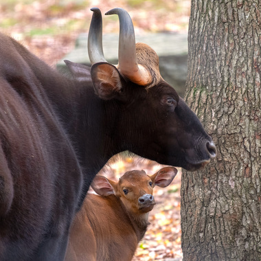 WCS gaur at Bronx Zoo