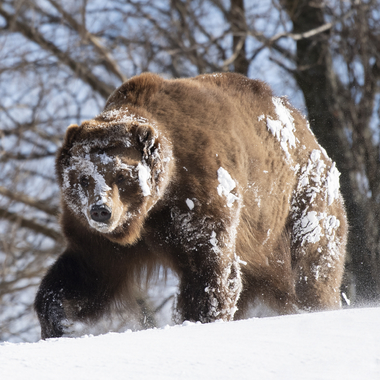 WCS bear in snow at BZ