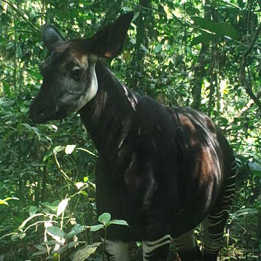 WCS 2019 top photos -- okapi in the wild in DRC