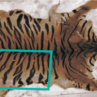 WCS Tiger skin comparison