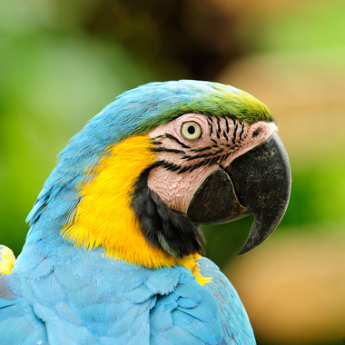 WCS Blue-and-yellow macaw