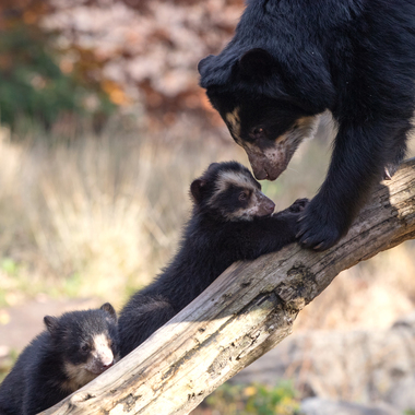 WCS top 10 photos of 2021 Z & A Andean bear cubs at Queens Zoo