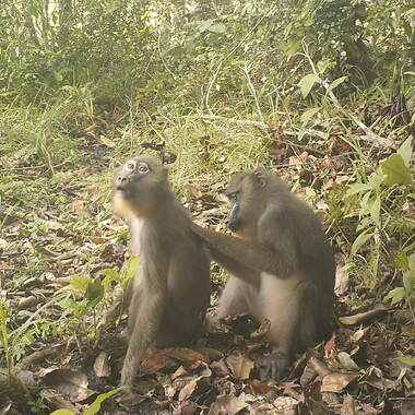 WCS Camera Trap Mandrills