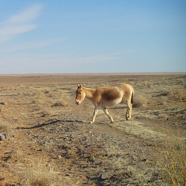 WCS khulan crossing in Mongolia