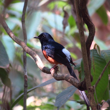 WCS top 2022 photos -- white-rumped shama