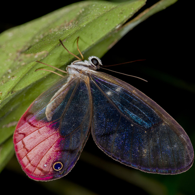 WCS Cithaerias pireta