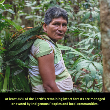 WCS Day of Forests Graphic 3