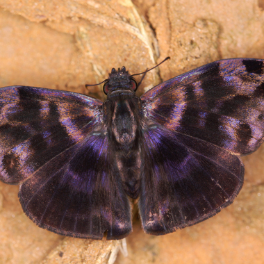 WCS Ebrietas anacreon