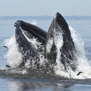 WCS 2019 top photos -- whale in NY seascape
