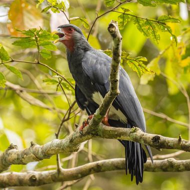 WCS Red-throated Caracara