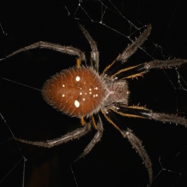 WCS Spider