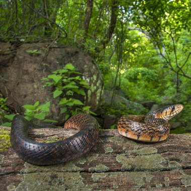 WCS DONT USE WITHOUT PERMISSION: snake